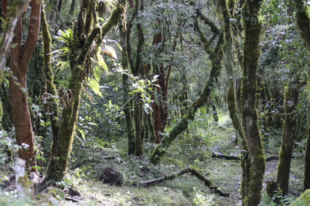 En el nivel inferior, el de la Selva Pedemontana, hay ejemplares de tipa, pacará, cebil, acarandá y cochucho.