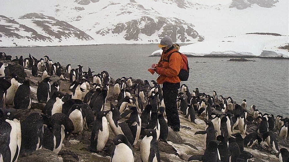Una de las pingüineras de la Base Orcadas, donde estuvo 14 meses.
